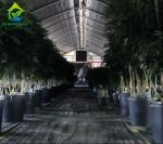 Auto Blackout Greenhouse Exterior Light Deprivation Greenhouse Film Rolling