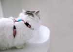 Pink Cat Harness And Leash Cat Halter And Leash Adjustable