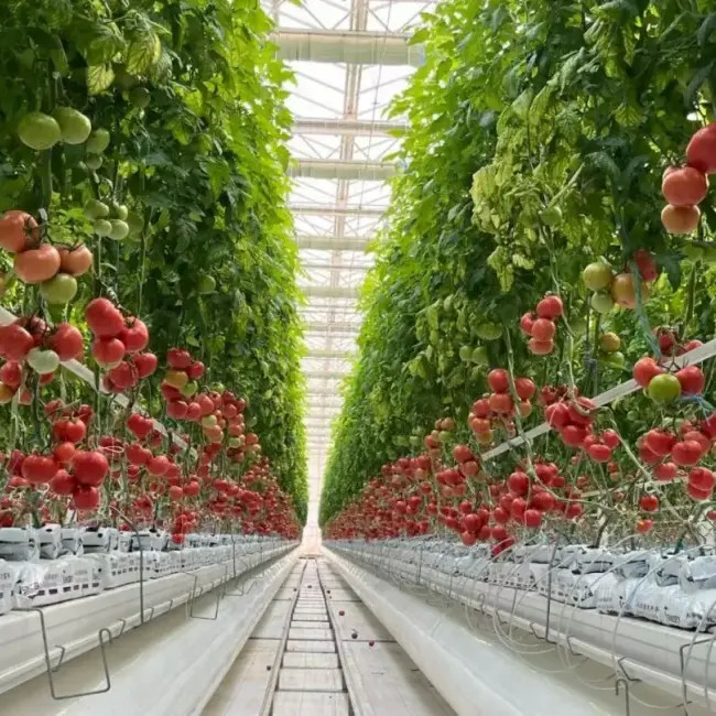 Energy-Saving Smart PC Sheet Venlo Tomato Greenhouse