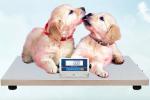 30Kg-150Kg Digital Platform Weighing Scale For Pet Animal Livestock ISO CE