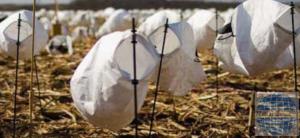 China WHITE ROCK DECOYS BLIND DOOR DECOYS - SNOW GOOSE DECOY factory