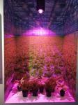 Epileds 3v 3.2V 450nm 455NM 3w SMD 3535 LED Grow Light Chips