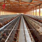 A Frame Animal Poultry Farming Battery Cage System Stable Structure 2022 Hot