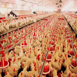 Fireproof Steel Poultry House with Automated Ventilation System