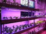 Epileds 3v 3.2V 450nm 455NM 3w SMD 3535 LED Grow Light Chips