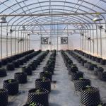 High Tunnel Single Span Tomato Hydroponic System Low Cost Plastic Greenhouse