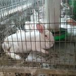 Silver / Green Commercial Rabbit Cages , Labor Saving Indoor Rabbit House