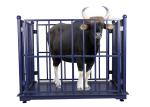 Digital OEM Cattle Weighing Scales 1.2*1.5*1m Industrial