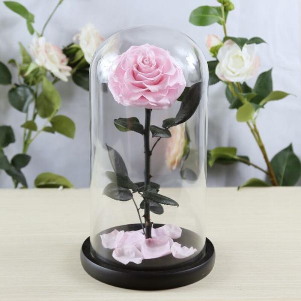 Real Natural Fresh Big Rose Preserved Flower Preserved Everlasting Real Roses in