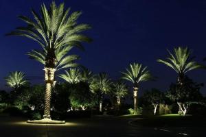 China Energy Saving Customized LED Light 48W-72W LED Palm Tree Outdoor factory