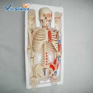 China Medical Science 85cm Anatomical Skeleton Model For Anatomy Class With Painted Muscles factory