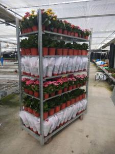 China Hot sales danish flower trolley size 1350x565x1900mm, hot dip galvanized factory