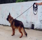 Wholesale 304 Stainless Steel Pet Dog Training P Chain Necklace Dog Collar