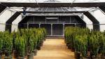 Light Deprivation Hydroponic American Greenhouse Automatic Tunnel Agriculture