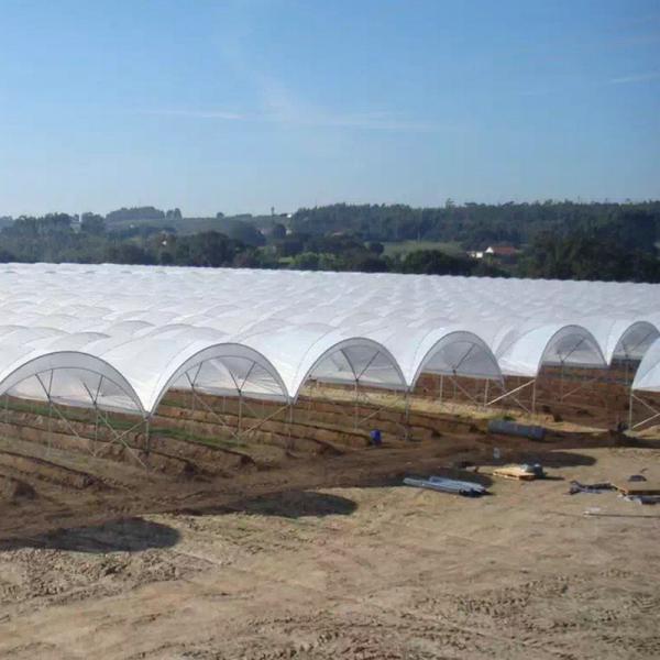 New Design Multi Span Film Plastic Tunnel Agricultural Greenhouse Growing