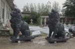 2m Life Size Roaring Large Lion Statue Outdoor Stone Carving Sculpture