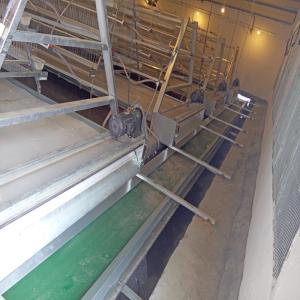 China U Type Cage 4 floors Poultry Manure Removal System 3-6mm Diameter Wire factory
