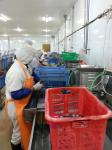 seafood processing plant Commercial Shrimp Processing Equipment Butterfly Shrimp