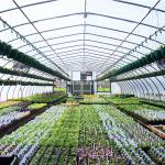 Metal Frame Tunnel Greenhouse With Ventilated Serre Agricole Plant Tunnel