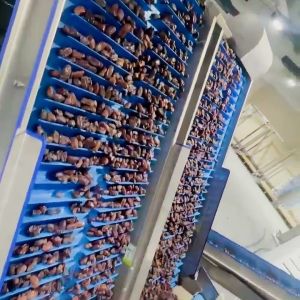 China Smart Date Sorting Machine With AI-Powered 360° Rotational Scanning Intelligent One-Key Operation Large Capacity Efficient factory