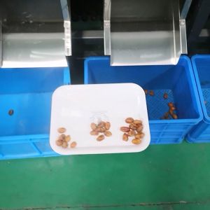 AI Powered Palm Dates Sorting Machine 2 Tons Capacity with CE MD Certificate