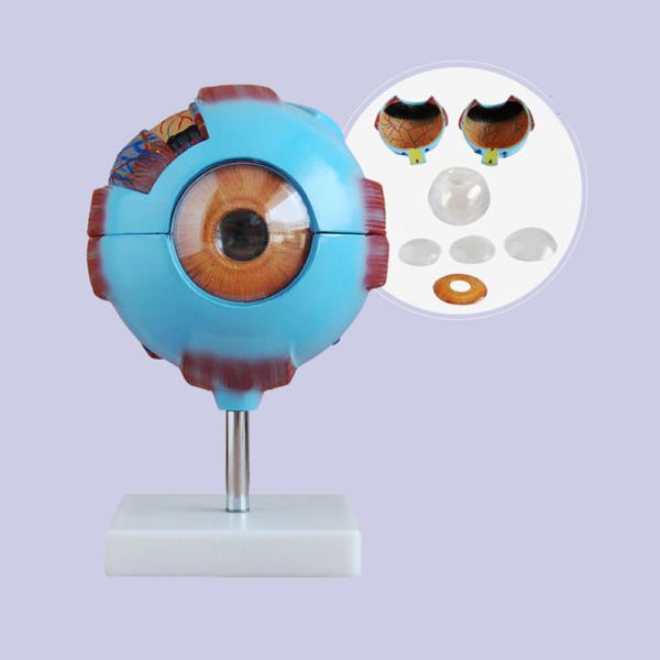 6X Enlarged Human Eyeball Anatomy Model Medical Plastic Simulation For Science