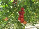 6000D-7500D-9000D Polypropylene Twine For Greenhouse, tomato, pepper,chile