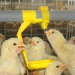 38.8mm Water Nipple Drinker Chicken Feeder Poultry House Water Systems