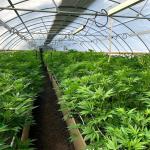 Increase Yield and Quality Customizable Dimensions Mushroom Herb Grow Shading