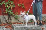 Heavy Duty Long Retractable Dog Leash Collar 26ft For Large Dogs