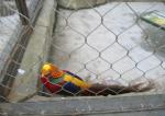 stainless steel aviary mesh