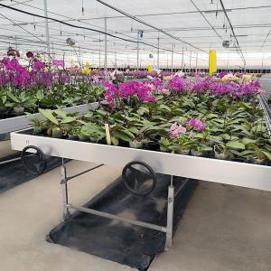 China Ebb And Flow Greenhouse Farming Flower Grow Table Rolling Bench For Seedling factory