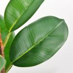 Artificial Potted Floor Plants Small Ficus Pandurata For Garden Decoration