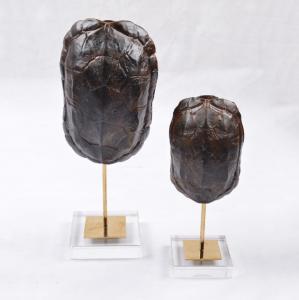 China Creative Arts and Crafts Turtle Shell Decorative Crafts Unique Face Head Arts for Decoration factory