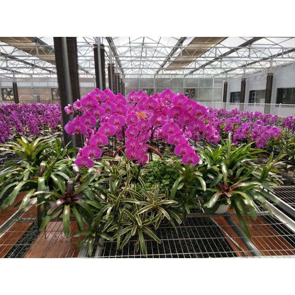 Side Height 2-6m PC Sheet Greenhouse / Clear Polycarbonate Greenhouse For Flower