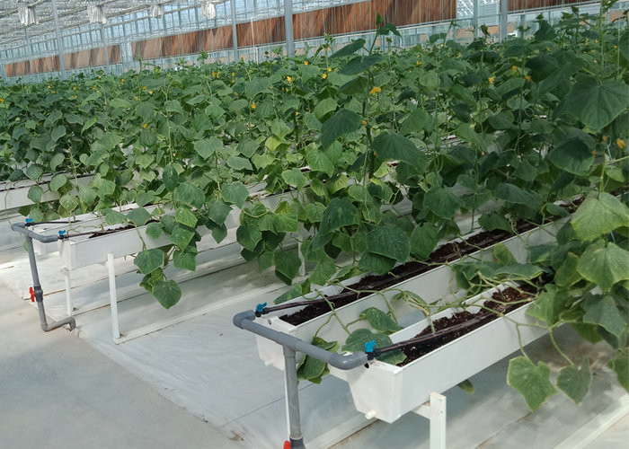 6x10 6ft X 4ft Intelligent Commercial Agricultural Glass Greenhouse For Flowers Potatoes Peppers