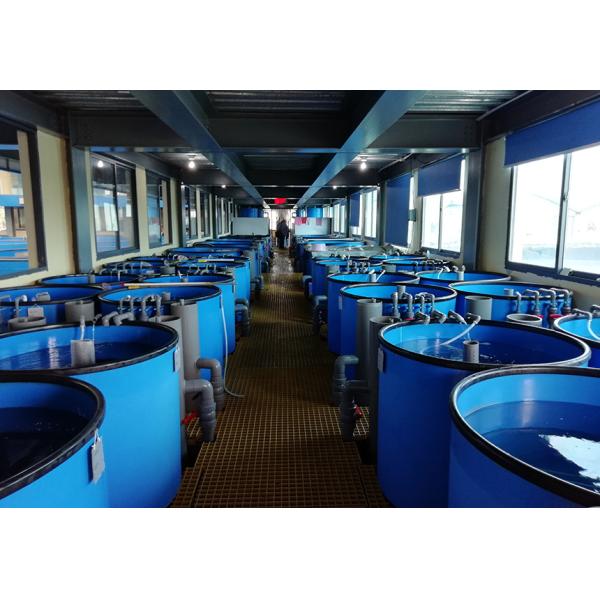 China 30m Diameter Recirculating Aquaculture System Fish Pond RAS Farming Aquaculture factory