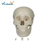 PVC Human Skull And Brain Model For Medical Science Teaching