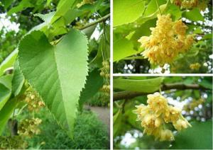 China Qualified Tilia Cordata Extract, Linden flower Extract, 10:1 TLC, Flavones 0.5%, Chinese manufacturer, Shaanxi Yongyuan factory