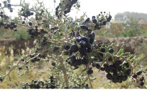 China Wild black goji berry/ Chinese black wolfberry/black medlar factory