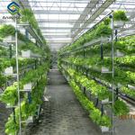 Sainpoly Commercial Hydroponic Greenhouse For Plant Growing Lettuce