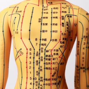 China Realistic Acupuncture Model Detailed Body For Acupuncture Needles Safety factory