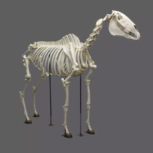 China Life Size Dinosaur Skeleton Replica Fossils Waterproof / Sunproof on sale