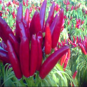 China Single Herb Bullet Red Chili with 2% Broken Rate factory
