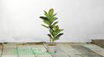 80cm Nearly Natural Looking Oak Tree Faux Plants Ornamental Indoor Tree