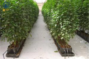 China Hydroponic Plant Growth Planting Trough PP Roll Within 0.7mm Thickness factory