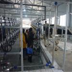 Automatic Milking Flow Meter Herringbone Milking Parlor for Dairy Farm