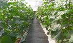 100% Polypropylene Recycled 150gsm Weed Barrier Fabric