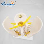 Bilological Vertebrae Anatomical Skeleton Model Pelvis With 5pcs Lumbar