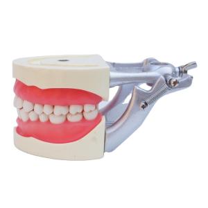 China Standard Model Teeth Practice Dental Student Acrylic Resin Dental Typodonts With DP Articulator factory